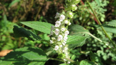 Perilla frutescens
