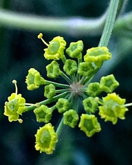 Opopanax hispidus