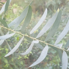 Acacia