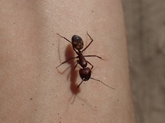 Camponotus socius