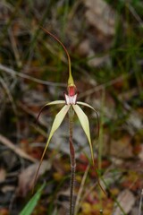 Caladenia fulva