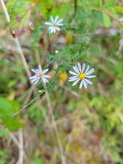 Symphyotrichum dumosum