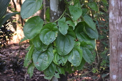Dioscorea alata