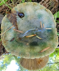Lactarius aurantiosordidus