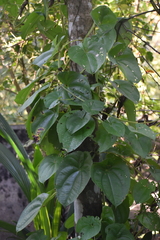 Dioscorea alata