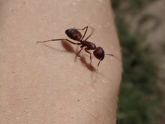 Camponotus socius