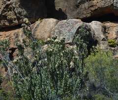 Protea glabra