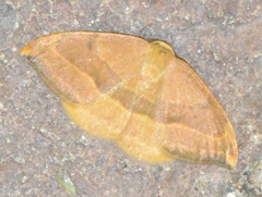 Watsonalla cultraria