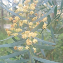 Acacia