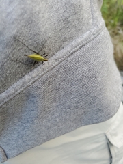 Oecanthus nigricornis