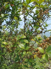 Ilex pubescens