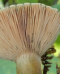 Lactarius aurantiosordidus
