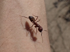 Camponotus socius