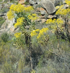 Othonna parviflora