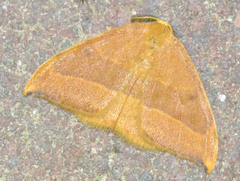 Watsonalla cultraria