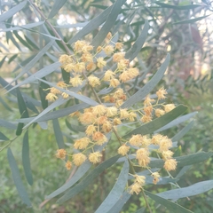 Acacia