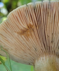 Lactarius aurantiosordidus