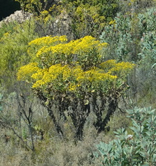 Othonna parviflora