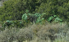Melianthus major