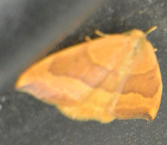 Watsonalla cultraria