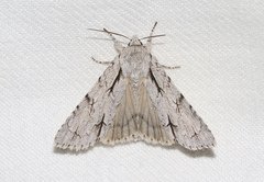 Acronicta psi