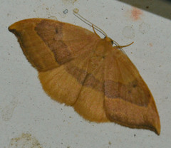 Watsonalla cultraria