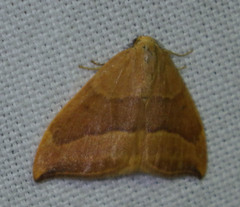 Watsonalla cultraria