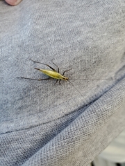 Oecanthus nigricornis