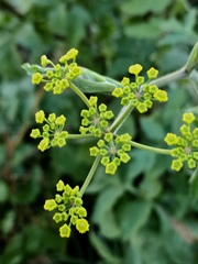 Opopanax hispidus