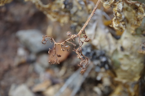 Cyphostemma bainesii