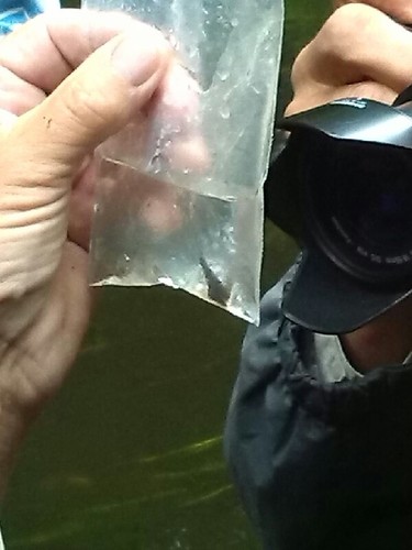 Cottus cyclophthalmus
