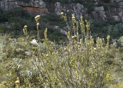 Protea glabra