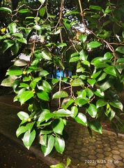 Ficus kurzii