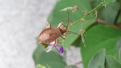 Homoeocerus dilatatus