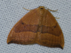 Watsonalla cultraria