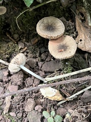 Pluteus thomsonii