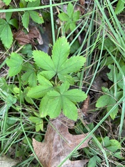 Potentilla simplex