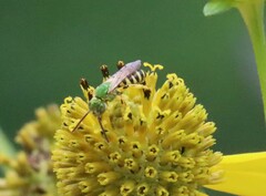 Agapostemon