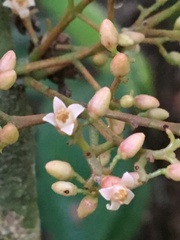 Trichilia pseudostipularis