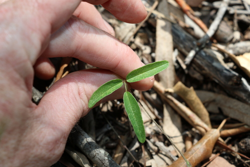 Image of Galactia tenuiflora by (c) Greg Tasney, some rights reserved (CC BY-SA)