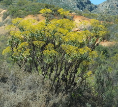 Othonna parviflora