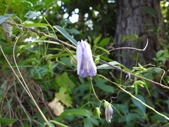 Centrosema virginianum