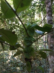 Trichilia pseudostipularis