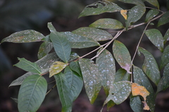 Cinnamomum camphora