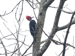 Campephilus melanoleucos