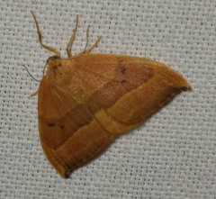 Watsonalla cultraria