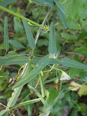 Centrosema virginianum