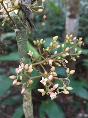 Trichilia pseudostipularis