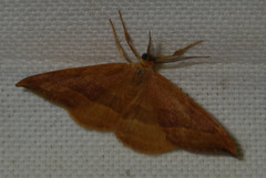 Watsonalla cultraria
