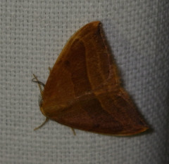 Watsonalla cultraria